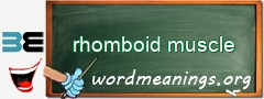 WordMeaning blackboard for rhomboid muscle